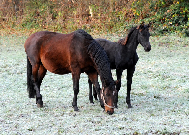 27. November 2021 in Hmelschenburg  - Foto: Beate Langels - Trakehner Gestt Hmelschenburg