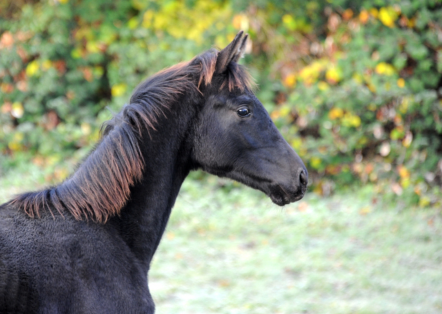 27. November 2021 in Hmelschenburg  - Foto: Beate Langels - Trakehner Gestt Hmelschenburg