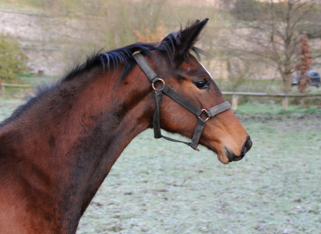 27. November 2021 in Hmelschenburg  - Foto: Beate Langels - Trakehner Gestt Hmelschenburg