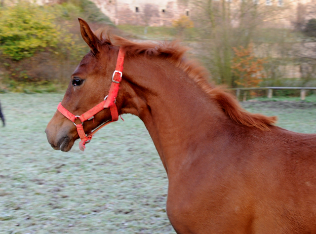 27. November 2021 in Hmelschenburg  - Foto: Beate Langels - Trakehner Gestt Hmelschenburg