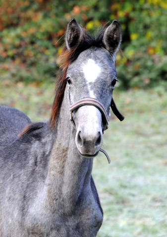 27. November 2021 in Hmelschenburg  - Foto: Beate Langels - Trakehner Gestt Hmelschenburg