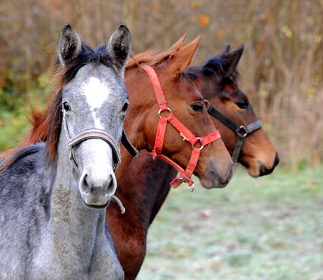 Impressionen vom November 2021 - Trakehner Gestt Hmelschenburg  - Foto: Beate Langels