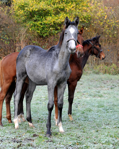 27. November 2021 in Hmelschenburg  - Foto: Beate Langels - Trakehner Gestt Hmelschenburg