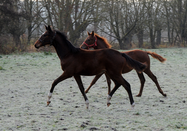 27. November 2021 in Hmelschenburg  - Foto: Beate Langels - Trakehner Gestt Hmelschenburg