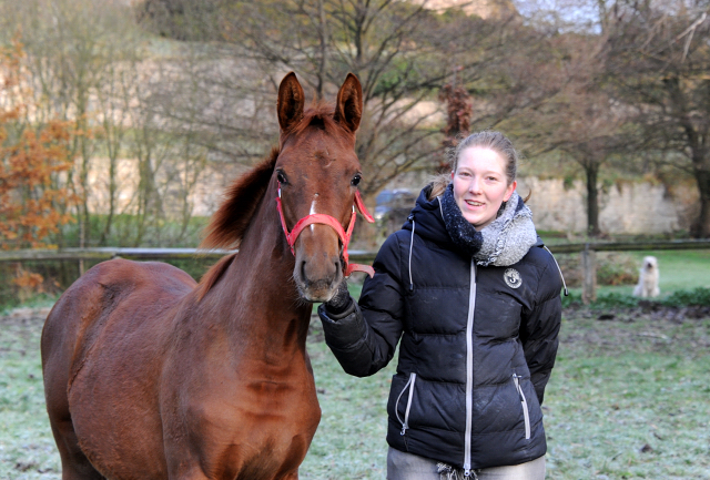 Laura und Klassi's Zauberei v. Zauberdeyk 27. November 2021 in Hmelschenburg  - Foto: Beate Langels - Trakehner Gestt Hmelschenburg