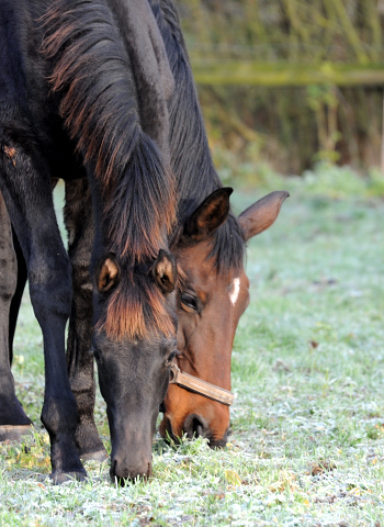 27. November 2021 in Hmelschenburg  - Foto: Beate Langels - Trakehner Gestt Hmelschenburg