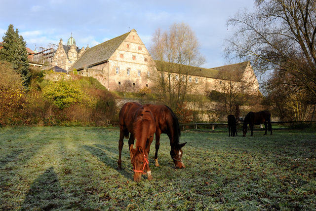 27. November 2021 in Hmelschenburg  - Foto: Beate Langels - Trakehner Gestt Hmelschenburg