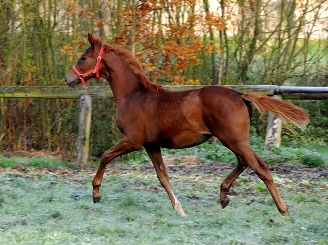 27. November 2021 in Hmelschenburg  - Foto: Beate Langels - Trakehner Gestt Hmelschenburg