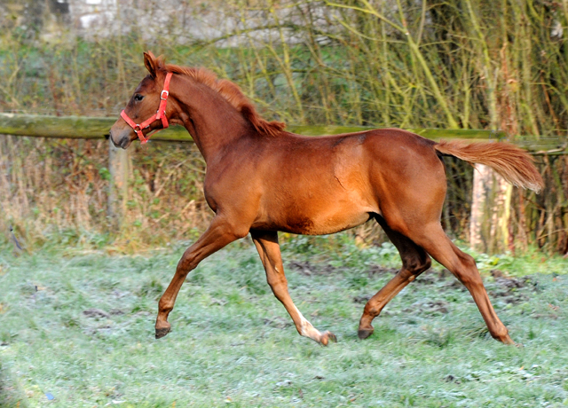 27. November 2021 in Hmelschenburg  - Foto: Beate Langels - Trakehner Gestt Hmelschenburg