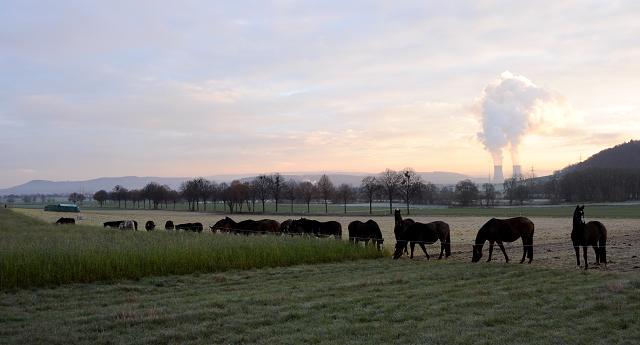 27. November 2021 in Hmelschenburg  - Foto: Beate Langels - Trakehner Gestt Hmelschenburg