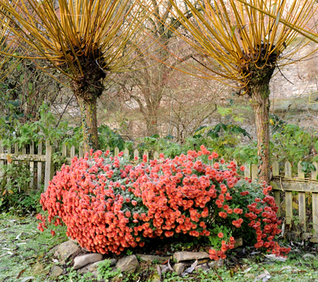 Impressionen vom November 2021 - Trakehner Gestt Hmelschenburg  - Foto: Beate Langels