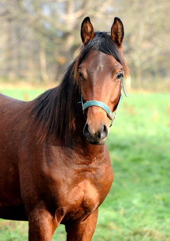 27. November 2021 in Hmelschenburg  - Foto: Beate Langels - Trakehner Gestt Hmelschenburg