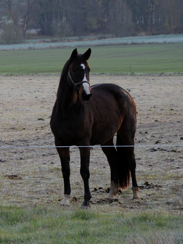 27. November 2021 in Hmelschenburg  - Foto: Beate Langels - Trakehner Gestt Hmelschenburg