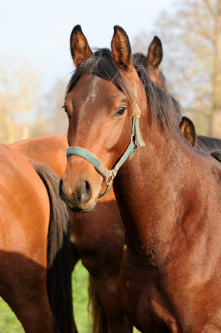 27. November 2021 in Hmelschenburg  - Foto: Beate Langels - Trakehner Gestt Hmelschenburg