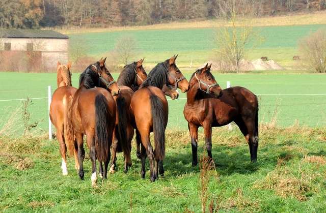 Jhrlinge und Zweijhrige 27. November 2021 in Hmelschenburg  - Foto: Beate Langels - Trakehner Gestt Hmelschenburg