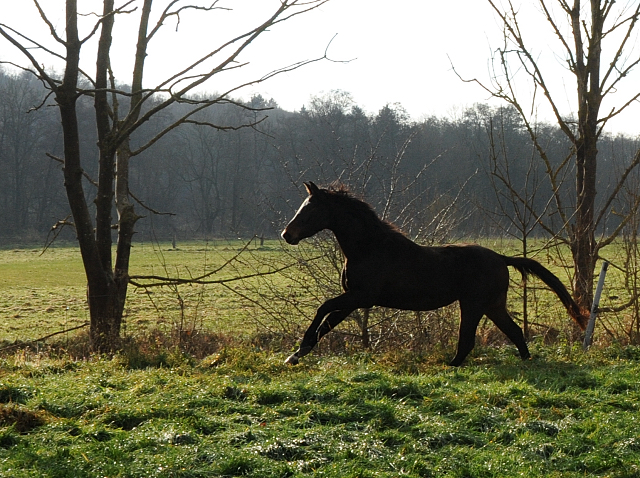 27. November 2021 in Hmelschenburg  - Foto: Beate Langels - Trakehner Gestt Hmelschenburg