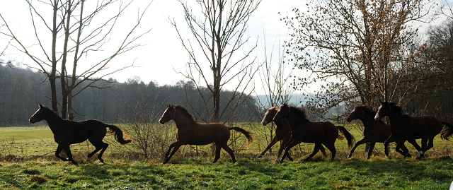 27. November 2021 in Hmelschenburg  - Foto: Beate Langels - Trakehner Gestt Hmelschenburg