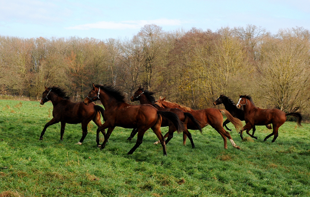 27. November 2021 in Hmelschenburg  - Foto: Beate Langels - Trakehner Gestt Hmelschenburg