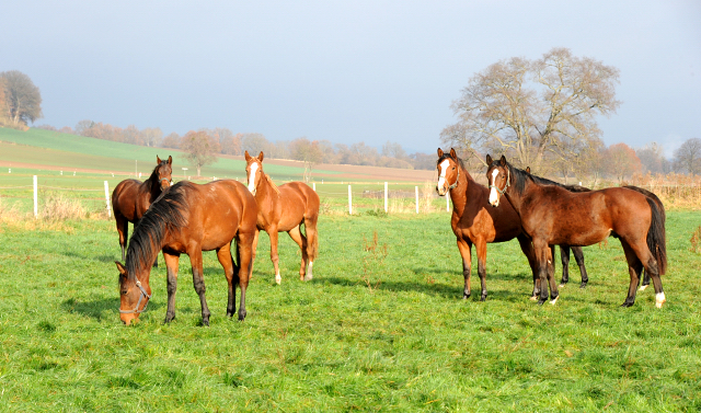 27. November 2021 in Hmelschenburg  - Foto: Beate Langels - Trakehner Gestt Hmelschenburg