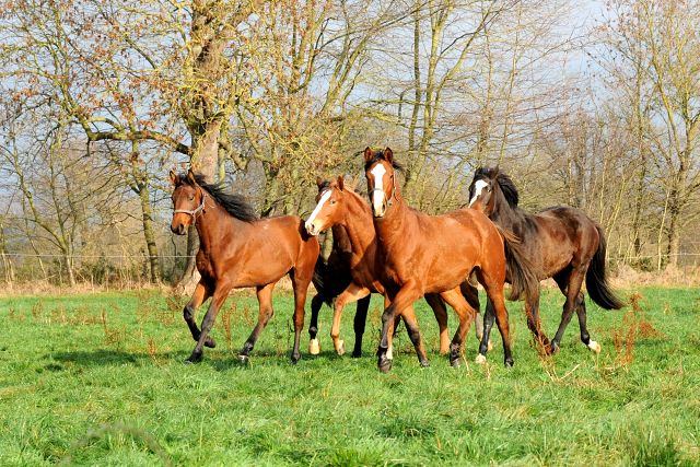 27. November 2021 in Hmelschenburg  - Foto: Beate Langels - Trakehner Gestt Hmelschenburg