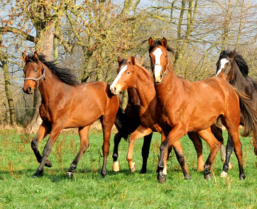 Impressionen vom November 2021 - Trakehner Gestt Hmelschenburg  - Foto: Beate Langels