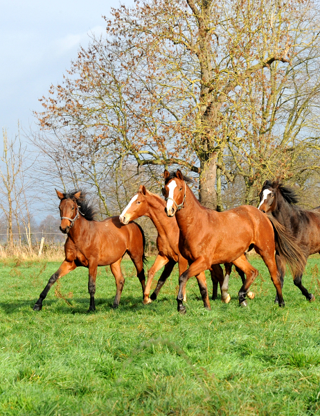 27. November 2021 in Hmelschenburg  - Foto: Beate Langels - Trakehner Gestt Hmelschenburg