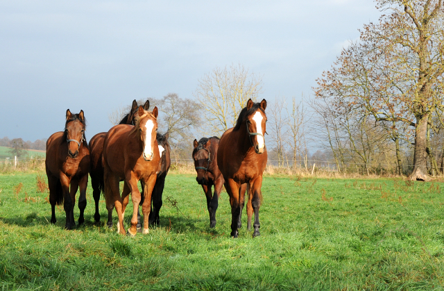 27. November 2021 in Hmelschenburg  - Foto: Beate Langels - Trakehner Gestt Hmelschenburg