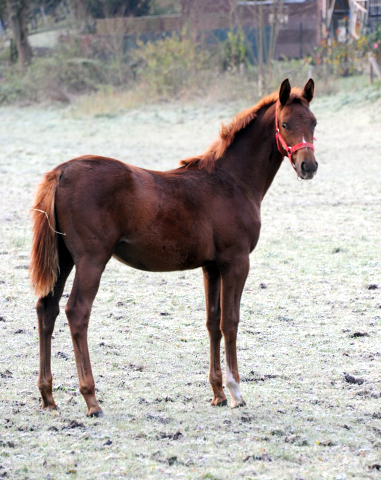 Klassic's Zauberei v. Zauberdeyk x High Motion - 27. November 2021 in Hmelschenburg  - Foto: Beate Langels - Trakehner Gestt Hmelschenburg