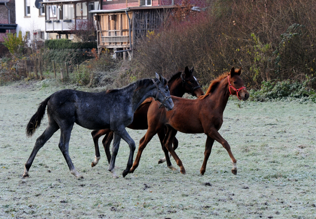 27. November 2021 in Hmelschenburg  - Foto: Beate Langels - Trakehner Gestt Hmelschenburg