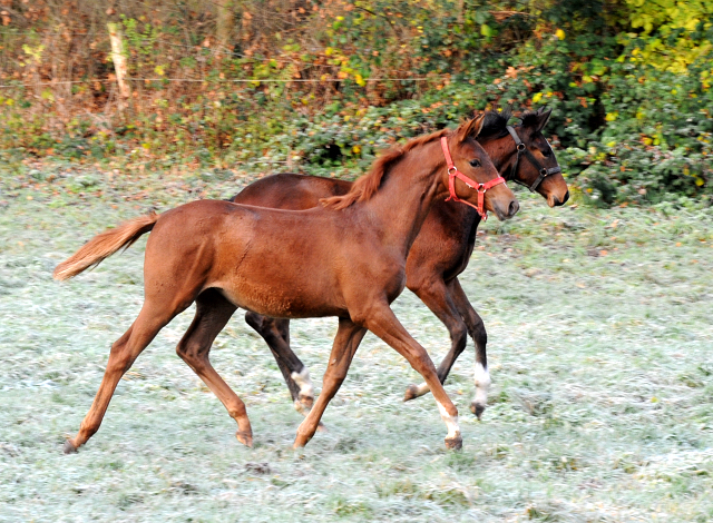 27. November 2021 in Hmelschenburg  - Foto: Beate Langels - Trakehner Gestt Hmelschenburg