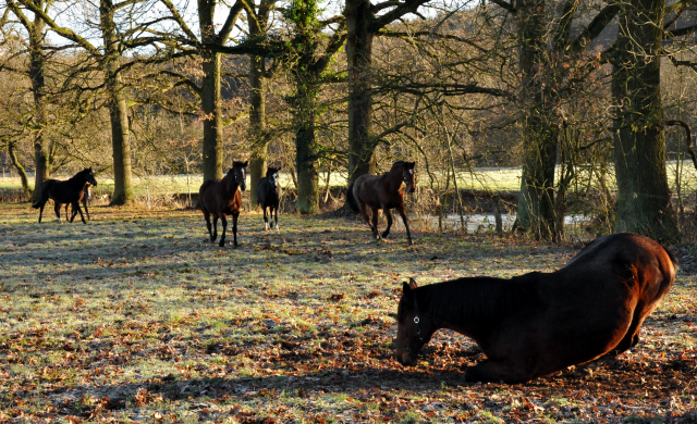 rechts Elitestute Kalmar v. Exclusiv - Hmelschenburg am 28. Dezember 2012, Foto: Beate Langels, Trakehner Gestt Hmelschenburg - Beate Langels