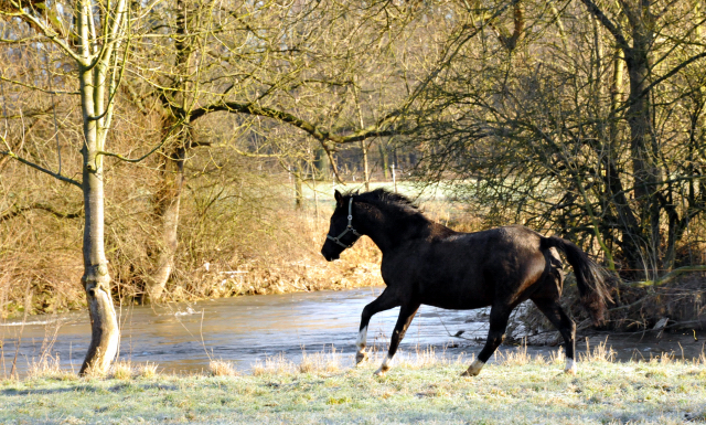 Greta Garbo - Hmelschenburg am 28. Dezember 2012, Foto: Beate Langels, Trakehner Gestt Hmelschenburg - Beate Langels