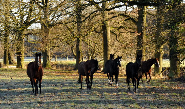 Unsere Stuten genieen die Weide - Hmelschenburg am 28. Dezember 2012, Foto: Beate Langels, Trakehner Gestt Hmelschenburg - Beate Langels