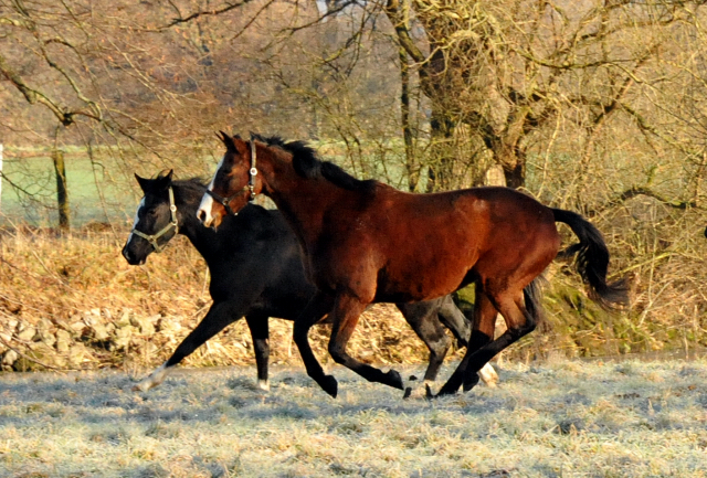 Pr.St. Guendalina v. Red Patrick xx, dahinter Greta Garbo v. Alter Fritz - in Hmelschenburg am 28. Dezember 2012, Foto: Beate Langels, Trakehner Gestt Hmelschenburg - Beate Langels