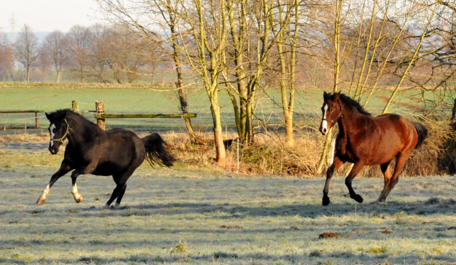 Greta Garbo v. Alter Fritz und rechts Pr.St. Guendalina v. Red Patrick xxHmelschenburg am 28. Dezember 2012, Foto: Beate Langels, Trakehner Gestt Hmelschenburg - Beate Langels