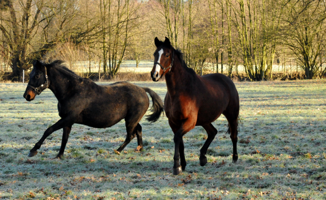Elitestute Vicenza v. Showmaster und rechts Pr.St. Guendalina v. Red Patrick xx - Hmelschenburg am 28. Dezember 2012, Foto: Beate Langels, Trakehner Gestt Hmelschenburg - Beate Langels