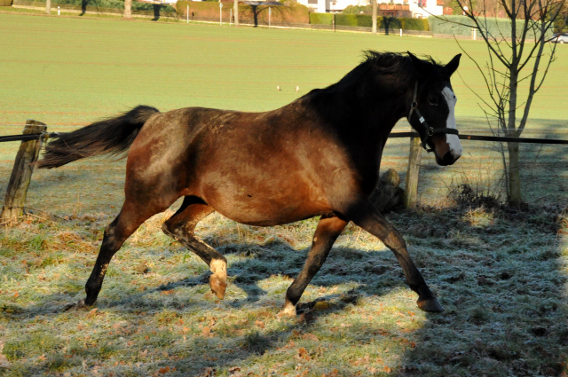 Pr.u.StPrSt. Tavolara v. Exclusiv - Hmelschenburg am 28. Dezember 2012, Foto: Beate Langels, Trakehner Gestt Hmelschenburg - Beate Langels
