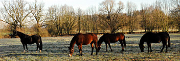 Die Hmelschenburger Pferde Ende Dezember - Foto Beate Langels
