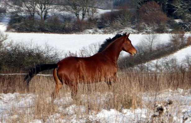 Killarney- Foto: Ellen Habert