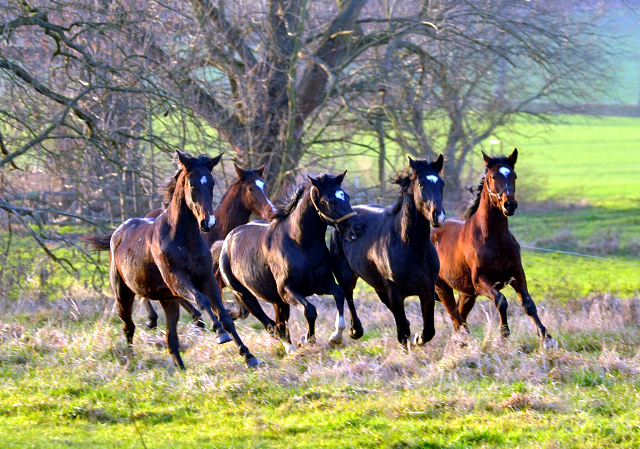 Die Jhrlingshengste am 28. Dezember 2015 -  im 
Trakehner Gestt Hmelschenburg