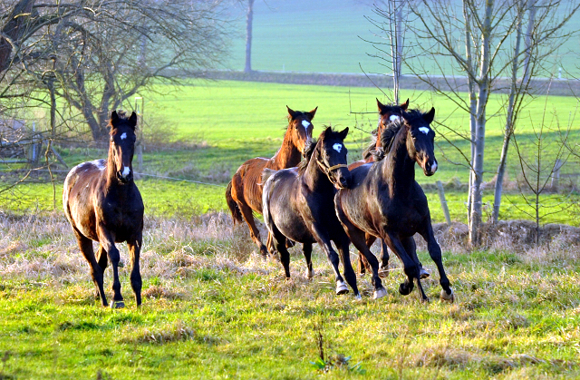 Die Jhrlingshengste am 28. Dezember 2015 -  im 
Trakehner Gestt Hmelschenburg