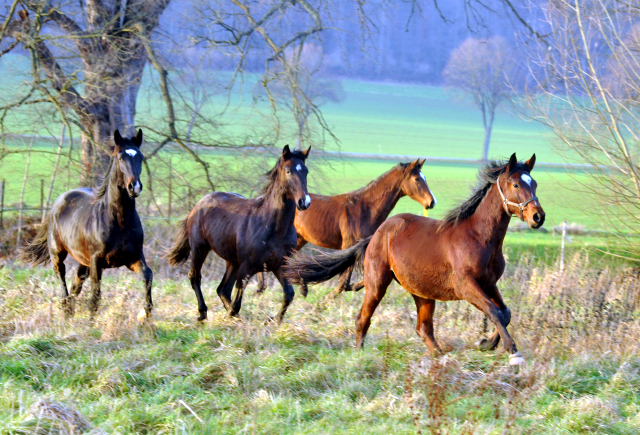 Die Jhrlingshengste am 28. Dezember 2015 -  im 
Trakehner Gestt Hmelschenburg