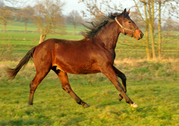 Die Jhrlingshengste am 28. Dezember 2015 -  im 
Trakehner Gestt Hmelschenburg