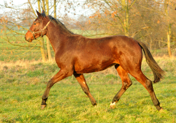 Die Jhrlingshengste am 28. Dezember 2015 -  im 
Trakehner Gestt Hmelschenburg
