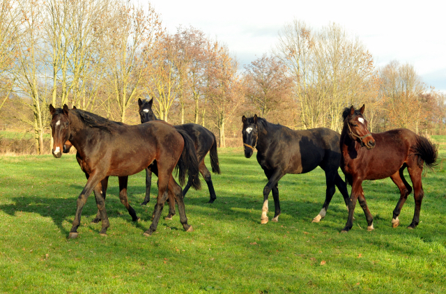 Die Jhrlingshengste am 28. Dezember 2015 -  im 
Trakehner Gestt Hmelschenburg