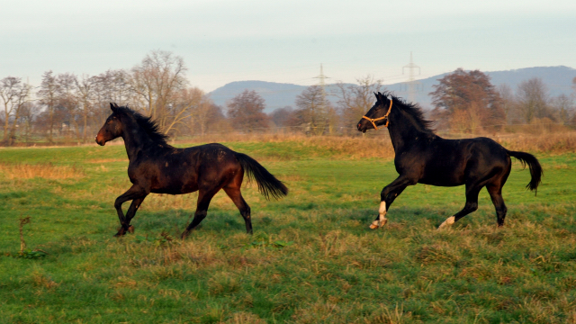 Die Jhrlingshengste am 28. Dezember 2015 -  im 
Trakehner Gestt Hmelschenburg