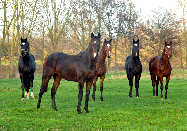 Die Jhrlingshengste am 28. Dezember 2015 -  im 
Trakehner Gestt Hmelschenburg