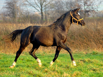 Die Jhrlingshengste am 28. Dezember 2015 - im 
Trakehner Gestt Hmelschenburg