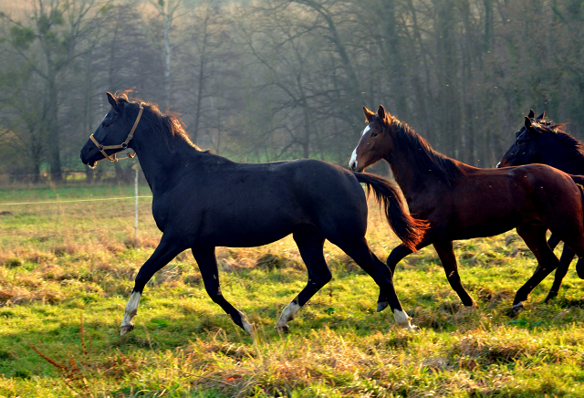 Die Jhrlingshengste am 28. Dezember 2015 - im 
Trakehner Gestt Hmelschenburg