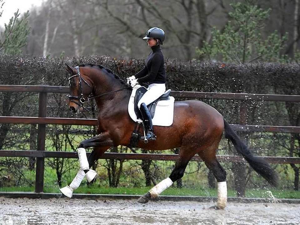 3jhriger Trakehner Hengst Karakallis v. High Motion  - Foto: Rost - Trakehner Gestt Hmelschenburg